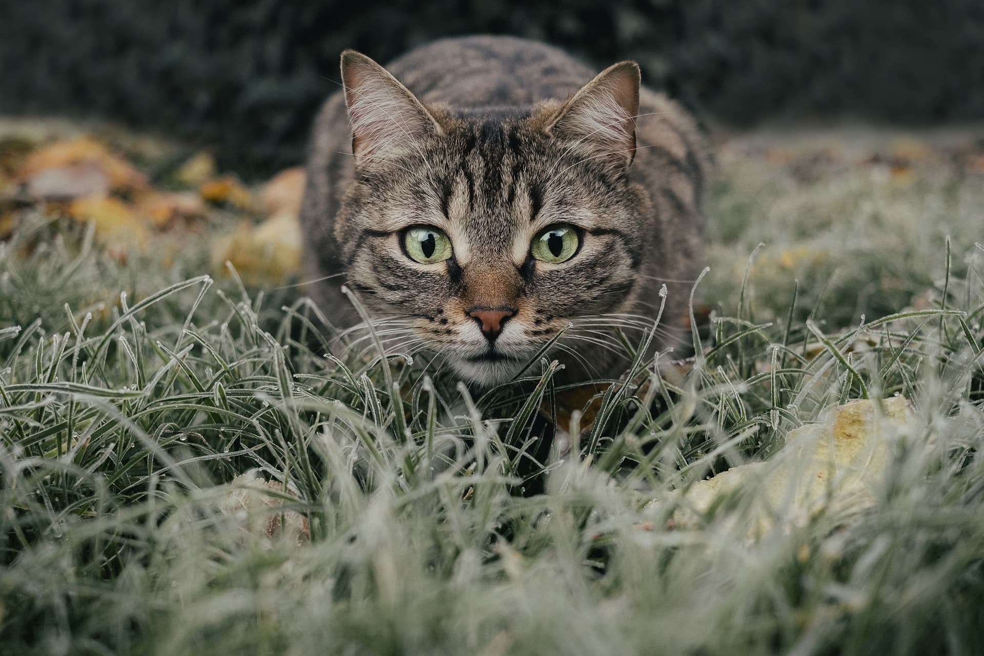 Photo d'un chat fixant le spectateur